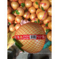 Wholesale Chinese Fresh Fruit White Meat Pomelo White Pomelo/Red Pomelo